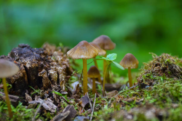 istock mushrooms macro, mushrooms mushrooms close-up on a tree stump 1280786104