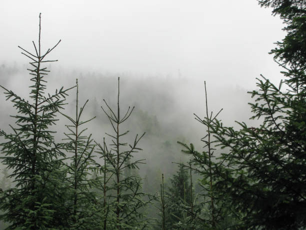 coniferous forest in the mountains in the fog, Carpathians, Ukraine