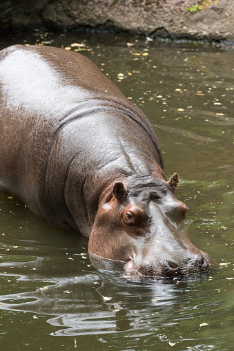 A swimming hippo.