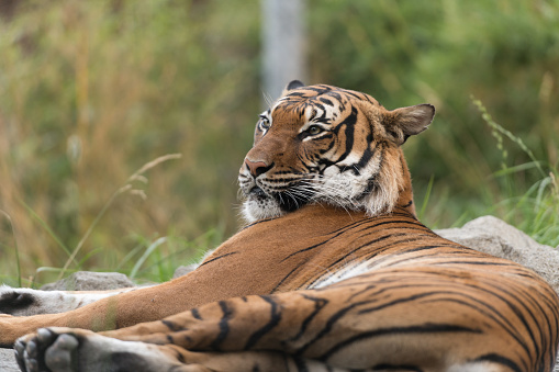 White tiger / bleached tiger (Panthera tigris) pigmentation variant of the Bengal tiger, resting