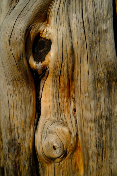 istock Trunk of dead plant 1280787469