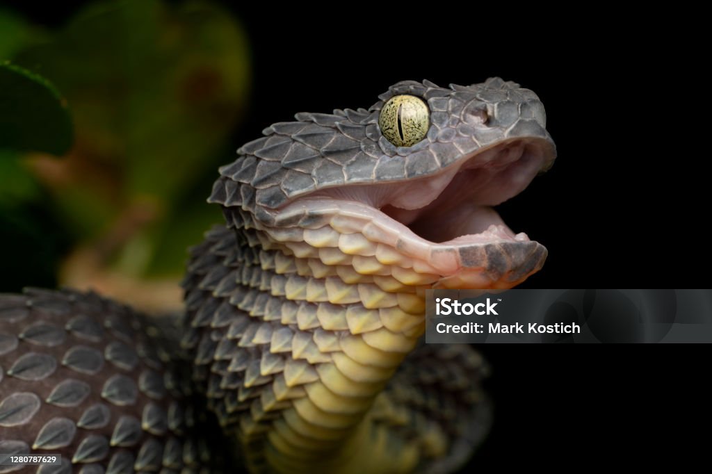Bush Viper (Atheris squamigera) Black Variation - Venomous Snake Stock  Photo