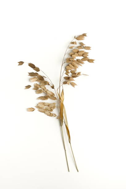 istock Dry beige grass on white background top view. Interior poster 1280790009