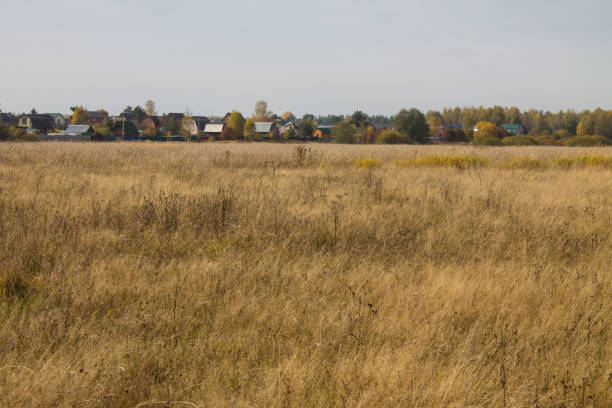 A wide field of tall withering grass and a cloudy sky and space to copy on a Sunny autumn day