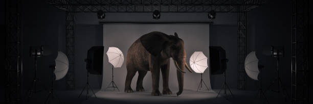 photo studio with elephant. 3d rendering photo studio with elephant. 3d rendering creative director stock pictures, royalty-free photos & images