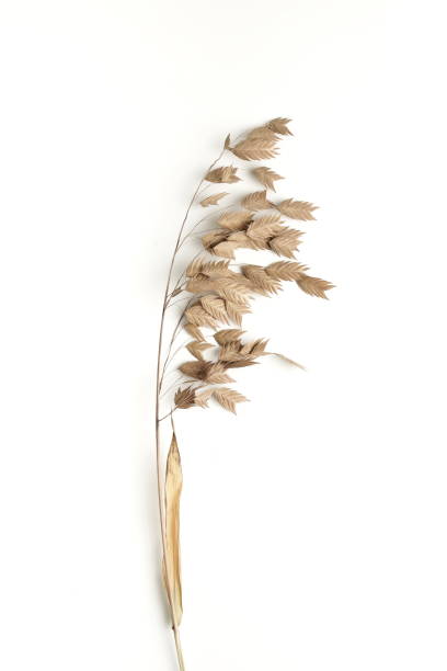 istock Dry beige grass on white background top view. Interior poster 1280790324