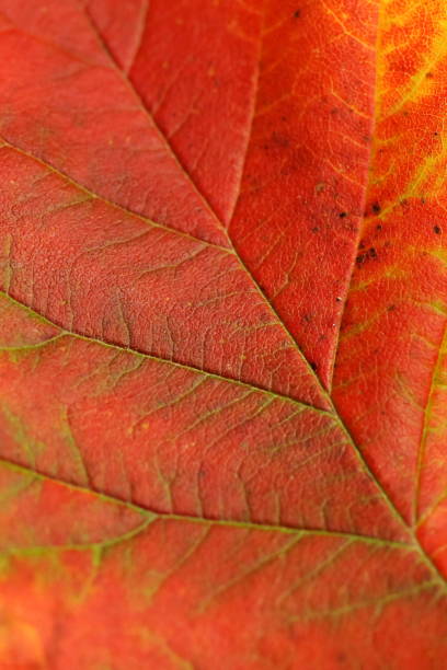 istock macro autumn orange leaf  texture .Plant background. Poster 1280791173