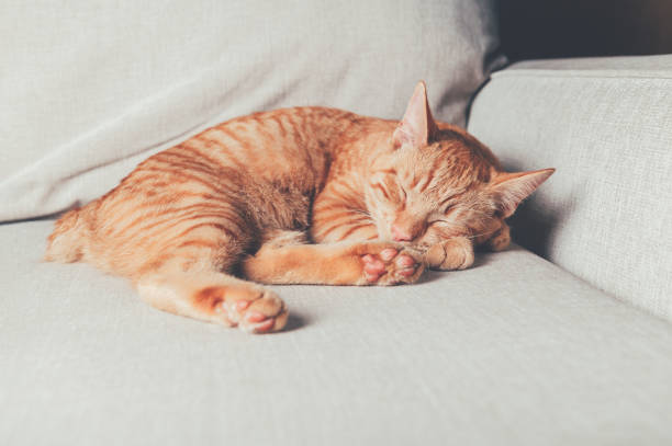 istock Cute ginger cat in xmas hat 1280792034