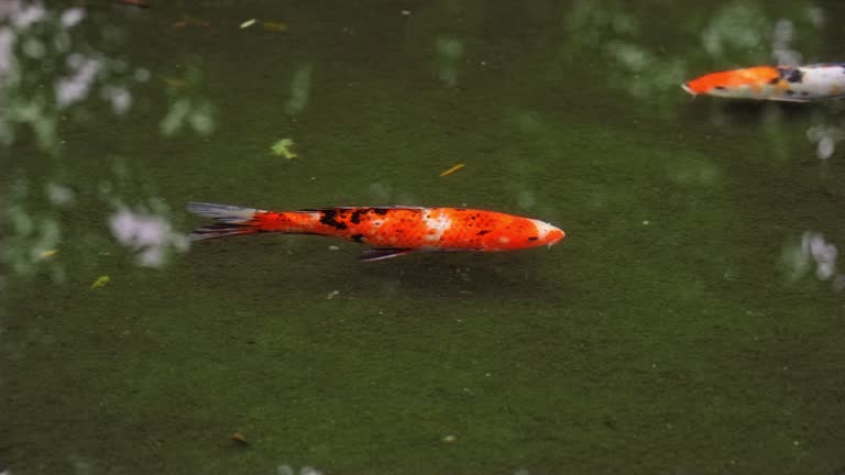 Red koi carp swims along pond with clear tranquil water