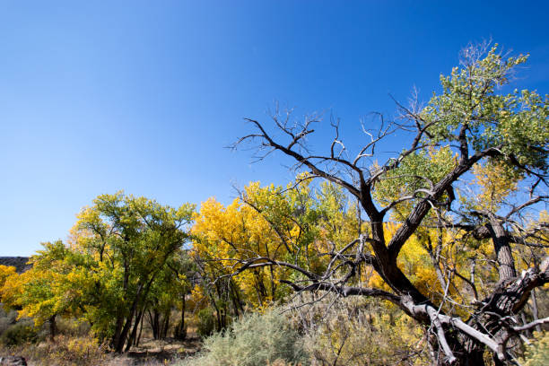 солнечная долина реки рио-гранде с коттонвудс - rio grande new mexico river valley стоковые фото и изображения