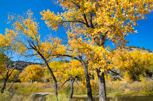 Sunlit Rio Grande River and cottonwoods in autumn. Shot between Taos and Santa Fe. Copy space in the blue sky.\n\n\n\nCopy space available.