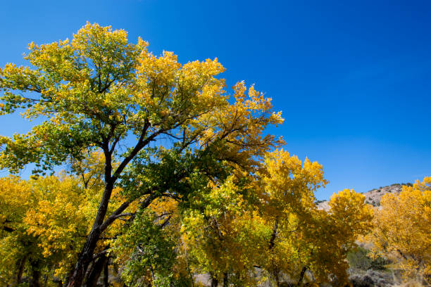 солнечная долина реки ри�о-гранде с коттонвудс - rio grande new mexico river valley стоковые фото и изображения