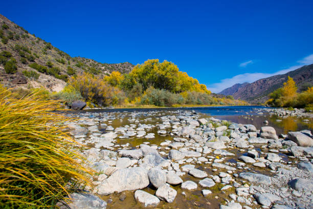 Sunlit Rio Grande River, Cottonwoods, Autumn 2020 Drought