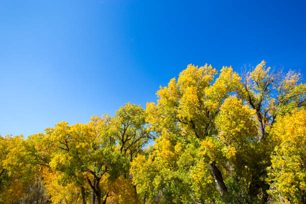 солнечная долина реки рио-гранде с коттонвудс - rio grande new mexico river valley стоковые фото и изображения