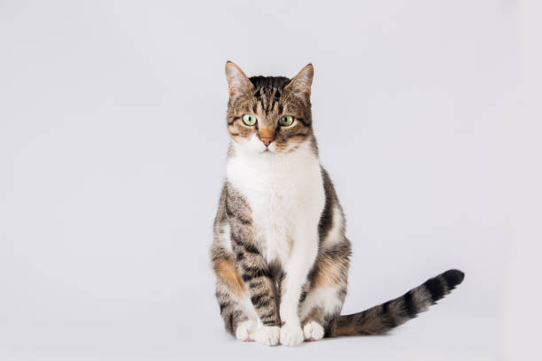 gato sentado e olhando para a câmera isolado em fundo branco. - kitten domestic cat isolated tabby - fotografias e filmes do acervo