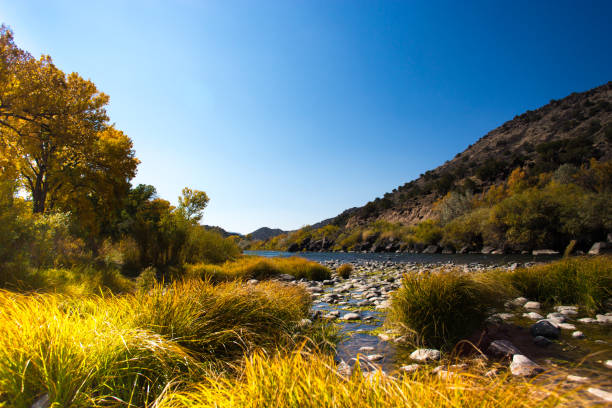 sonnenbeschienener rio grande river, baumwollhölzer, herbst 2020 dürre - taos stock-fotos und bilder