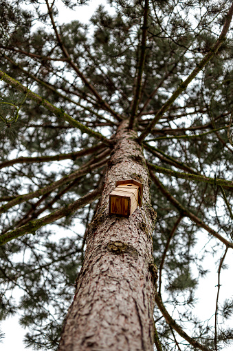 Bird house suspended in a tree