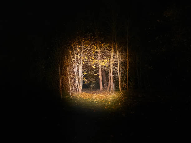 istock Dark forest with a lantern. Illuminated trees at night, Scary forest scene. Tree silhouettes in the dark 1280794484
