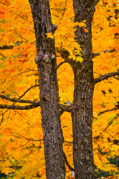 Maple trees showing peak Autumn colors in Wisconsin
