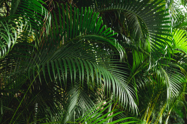 istock Tropical palm plant background 1280796371