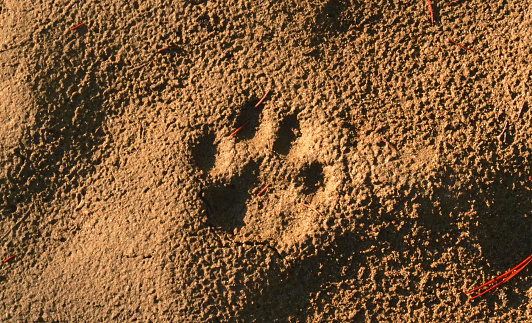 A track of a small cougar or bobcat along the columbia river.