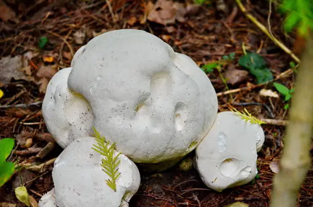 Puffball mushroom growing wild in Ontario, Canada