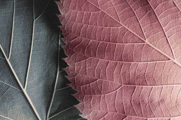 istock Macro colorful leaves, texture background 1280798495