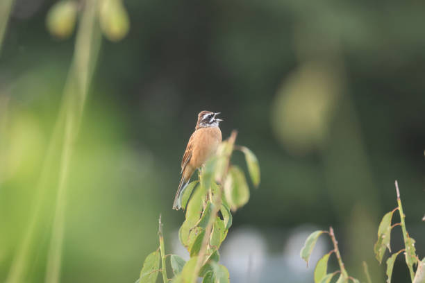 istock male meadow bunting in singing 1280798784