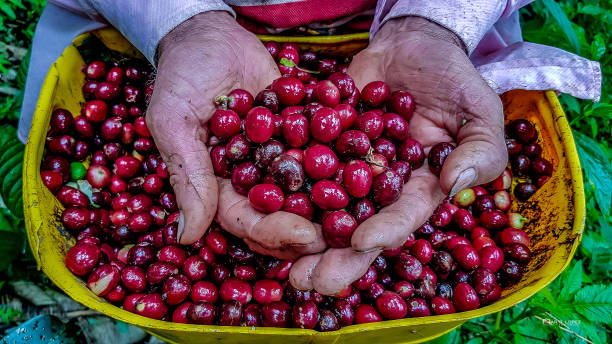 istock Coffee harvest in Colombia 1280798862