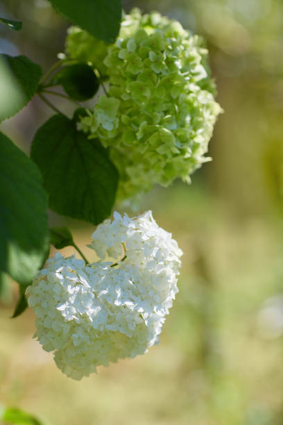 ortensia bianca arborescens annabelle - annabelle foto e immagini stock