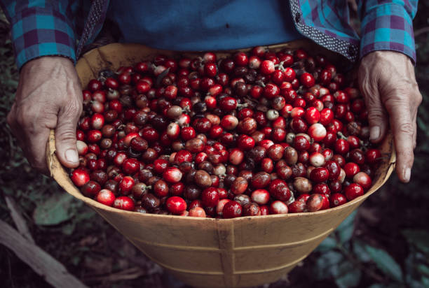 istock Coffee harvest in Colombia 1280799611