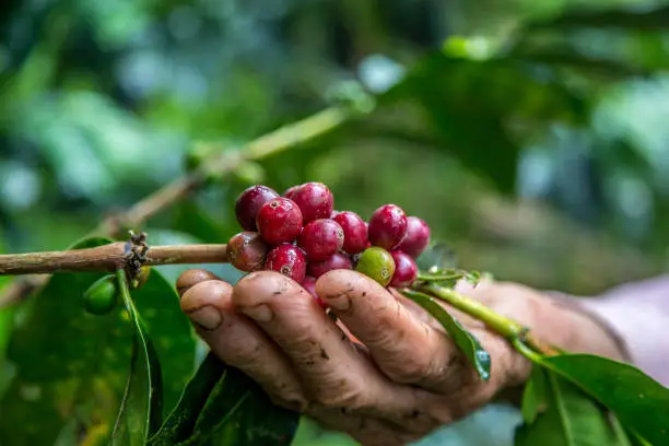 Coffee harvest in Colombia in coffee farms