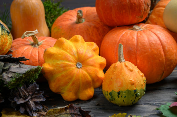 istock Autumn harvest colorful squashes and pumpkins in different varieties. Forest decoration. 1280800996