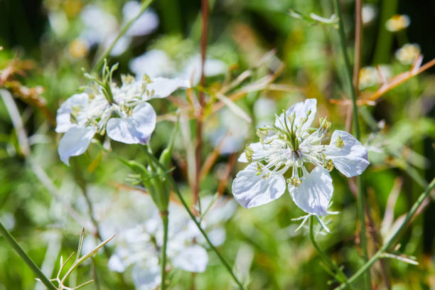 Nigella sativa flower