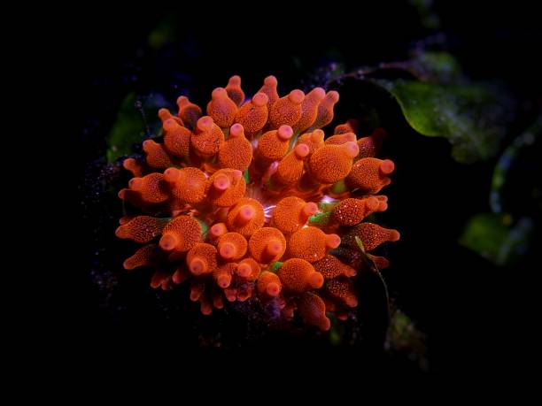 Bubble-tip anemone - Entacmaea quadricolor Bubble-tip anemone - Entacmaea quadricolor bubble tip anemone entacmaea quadricolor stock pictures, royalty-free photos & images