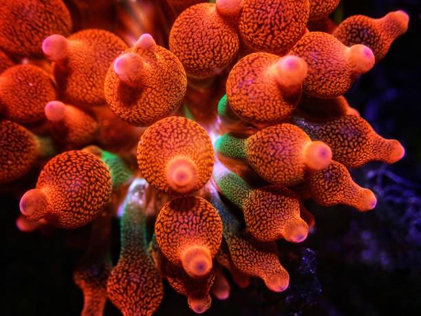 Bubble-tip anemone - Entacmaea quadricolor Bubble-tip anemone - Entacmaea quadricolor bubble tip anemone entacmaea quadricolor stock pictures, royalty-free photos & images