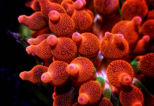 Bubble-tip anemone - Entacmaea quadricolor Bubble-tip anemone - Entacmaea quadricolor entacmaea quadricolor stock pictures, royalty-free photos & images