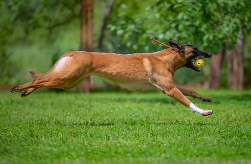 A young female Belgian Shepherd Malinois is running rapidly through a green meadow. The dog carries a yellow toy ball in its mouth, the dog's paw is bandaged.