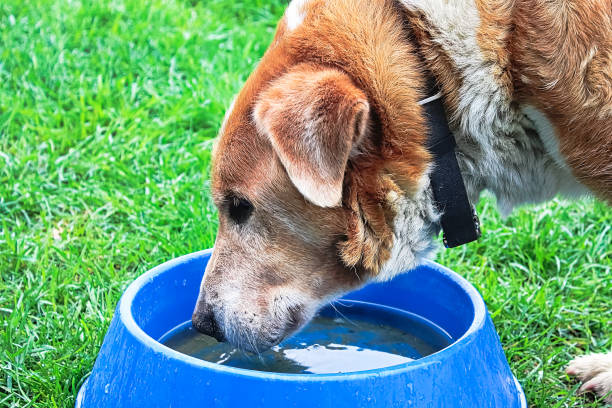 istock Mixed breed farm dog drinking water from a bowl 1280803484