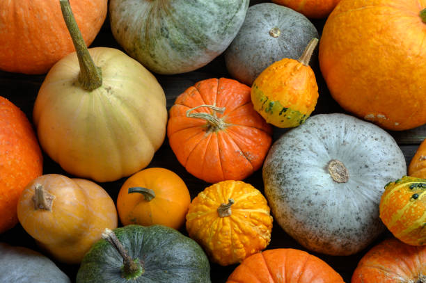 istock Autumn harvest colorful squashes and pumpkins in different varieties. 1280804464