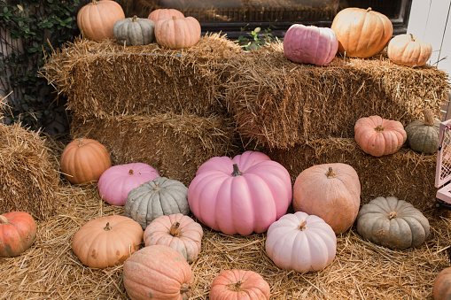 Colorful Pastel Pink, Green & Orange Pumpkin Gourds in Hay at a Pumpkin Patch in Palm Beach, Florida.