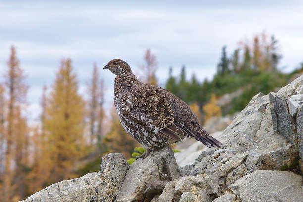 Female Spruce Grouse (Falcipennis canadensis), Manning Provincial Park, British Columbia, Canada Manning Provincial Park, British Columbia, Canada grouse stock pictures, royalty-free photos & images