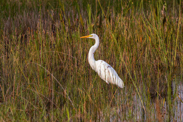 istock Great Egret hunting in marsh habitat 1280807140