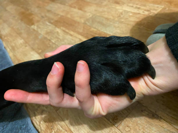 istock A dog and a human holding hands 1280808105