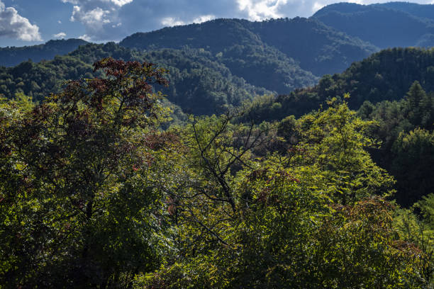 istock Forest and landscape in the Apennines 1280809666