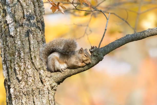 잠자는 아름다움 - squirrel softness wildlife horizontal 뉴스 사진 이미지