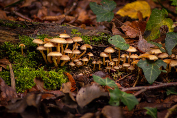 숲속의 이끼로 덮인 나무 줄기에 있는 많은 작은 버섯을 클로즈업 - moss fungus macro toadstool 뉴스 사진 이미지