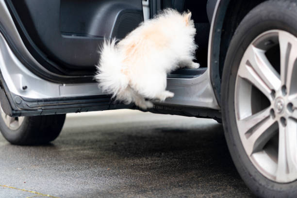 Day in the life of a small senior dog Cute white small mixed-breed dog jumps into family car to go to the park for a walk hopper car stock pictures, royalty-free photos & images