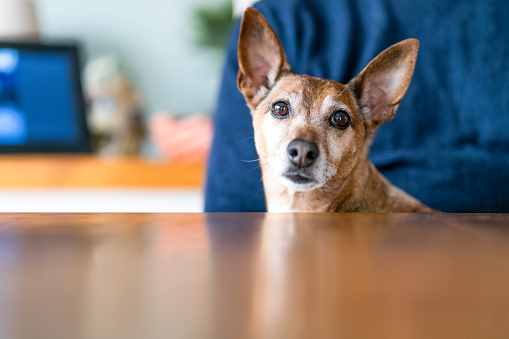 Portrait of small brown mixed-breed dog on owner's lap at dining table