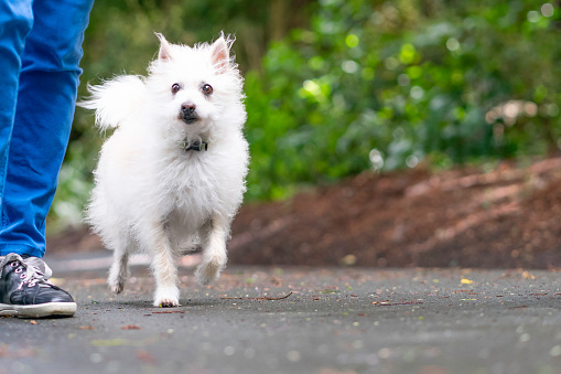 Cute white small mixed-breed dog goes for daily walk in the park with owner